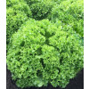 Салат листовой лолло бионда LSG 1020 Greentime 