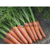 Морковь АУРАНТИНА F1 / AURANTINE F1 Takii Seeds 