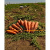 Морковь ПРОМИНАНС F1 / PROMINANS F1 Takii Seeds 