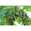 Огурец ЭКОЛЬ F1 / AKOL F1 Syngenta 