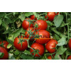 Томат ЧИБЛИ F1 / CHIBLI F1 Syngenta 