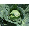 Капуста белокочанная КОМПАС F1 / COMPASS F1 Takii Seeds 