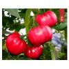 Томат ПИНК ТОП F1 / PINK TOP F1 Tashido Seeds 