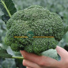 Капуста брокколи КЕЗЗИ F1 / KEZZI F1 Kitano Seeds 