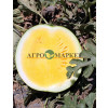 Арбуз ИМБАР F1 / IMBAR F1 Quality Seeds 