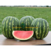 Арбуз КРИМСТАР F1 / CRIMSTAR F1 Sakata 
