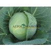 Капуста белокочанная ПРЕСТАР F1 / PRESTAR F1 Takii Seeds  фото 2