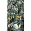 Капуста белокочанная СТРУКТА F1 / STRUCTA F1 Takii Seeds  фото 2