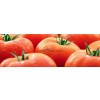 Томат БРАЙТИНА F1 / BREYTINE F1 Syngenta  фото 2