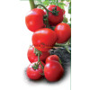 Томат ЯДВИГА F1 Kitano Seeds 