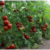 Томат ДАНТИНА F1 / DANTINA F1 Syngenta  фото 2