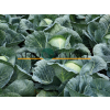 Капуста белокочанная СТРУКТА F1 / STRUCTA F1 Takii Seeds 