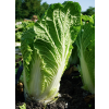 Капуста пекинская ЭМИРАЛД ОРИЕНТ F1 / EMERALD ORIENT F1 Global Seeds  фото 2