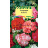 Комнатные Пеларгония Кабаре F2 зональная Гавриш 