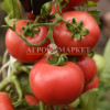 Томат МАДОННА F1 Поиск 