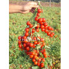 Томат СТРОМБОЛИНО F1 / STROMBOLINO F1 United Genetics 