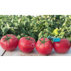 Томат ХАПИНЕТ F1 / HAPINET Syngenta 