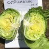 Салат листвой СПРИНКИН / SPRINKIN Nunhems  фото 2