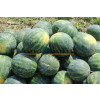 Арбуз МАКСИМА F1 / MAKSIMA F1 Quality Seeds  фото 4