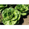 Салат ромэн КАББУРА / KABBURA Global Seeds 