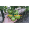 Томат РЭД ХАРВЕСТ F1 / RED HARVEST F1 Quality Seeds  фото 4
