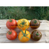 Томат ГОЛД F1 / GOLD F1 Quality Seeds  фото 6