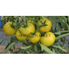 Томат КОРВИНУС F1 / KORVINUS F1 Seminis  фото 8