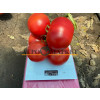 Томат РОЗЕТТ (TL 18304) F1 / ROZETT (TL 18304) F1 Esasem  фото 2