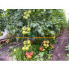 Томат РОЗЕТТ (TL 18304) F1 / ROZETT (TL 18304) F1 Esasem  фото 5