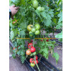 Томат РОЗЕТТ (TL 18304) F1 / ROZETT (TL 18304) F1 Esasem  фото 6