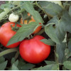 Томат ХЭВИ F1 / HAVY F1 Global Seeds 