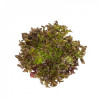 Салат саланова БИНЕКС / BINEX Rijk Zwaan 