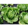 Салат айсберг КАЗБЕК / KAZBEK Global Seeds 