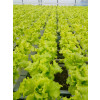Салат гранд рапид ЧИНГИЗ / CHINGIZ Global Seeds 