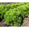 Салат листовой СЕУТА / SEUTA Global Seeds 