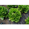 Салат ромэн ИРБИД / IRBID Global Seeds 