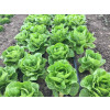 Салат ромэн ЛОБНОР / LOBNOR Global Seeds 