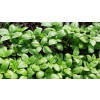 Базилик ПЕСТО / PESTO Global Seeds 