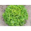 Салат батавия АННИСОЛЬ / ANNICOL Syngenta 