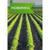 Салат айсберг СИЛИЦЕ / SILICE F1 Seminis 