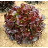 Салат дуболитсный ВУЛСИНИ / WOOLSINY F1 Seminis 