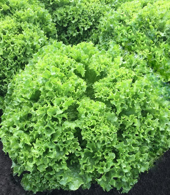Салат листовой лолло бионда LSG 1020 Greentime 
