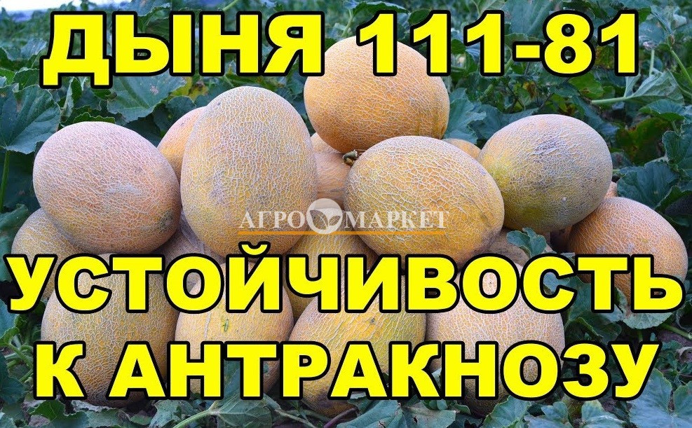 Дыня 111-81 F1  Yuksel Tohum  фото 2