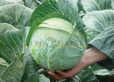 Капуста белокочанная ЮНИОР F1 Syngenta 