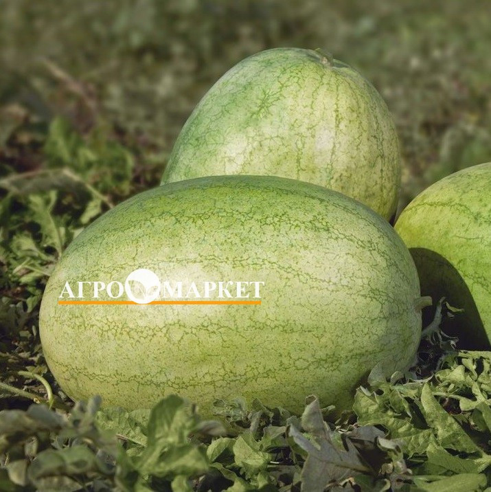 Арбуз KS 1819 ЧАРЛЬСТОН ГРЕЙ F1 Kitano Seeds 