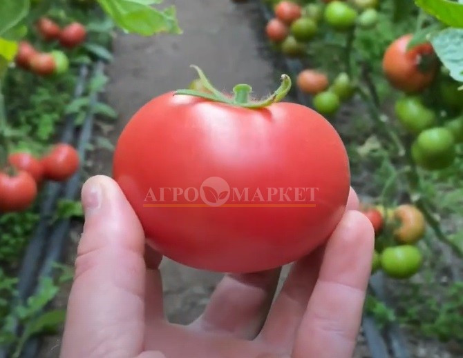 Томат РОЗЕТТ (TL 18304) F1 / ROZETT (TL 18304) F1 Esasem 