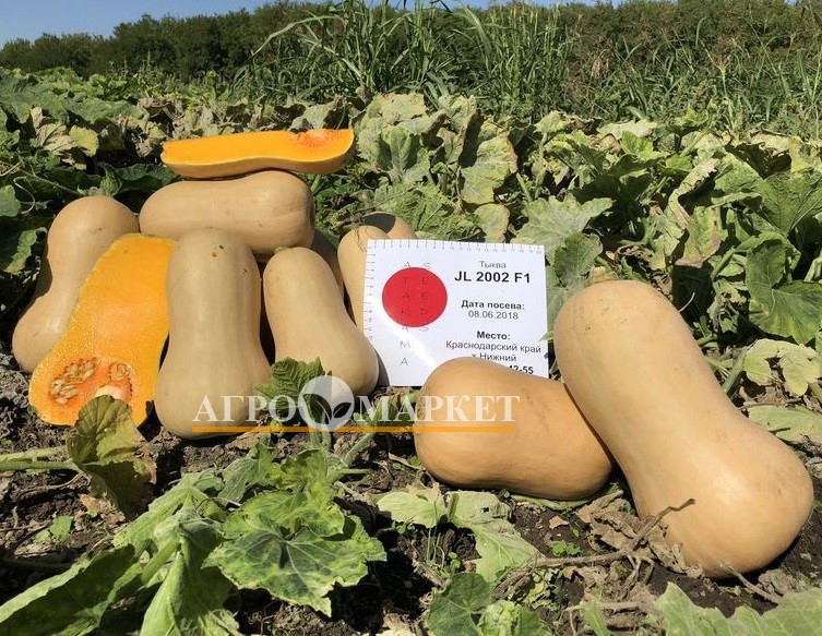 Тыква СОНАТА (JL 2002) F1 / Atakama Seeds 