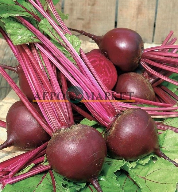 Свекла МОДАНА / MODANA Syngenta 