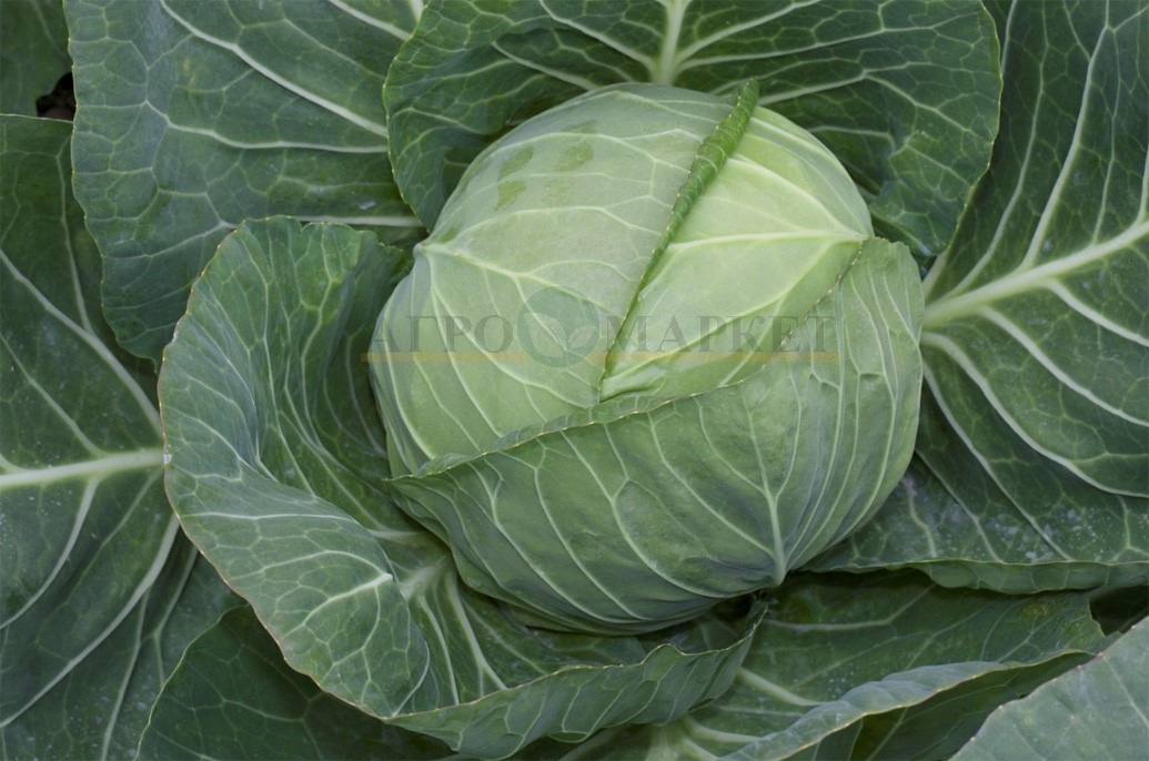 Капуста белокочанная ЭМИЛИ F1 / EMILI F1 Hazera 