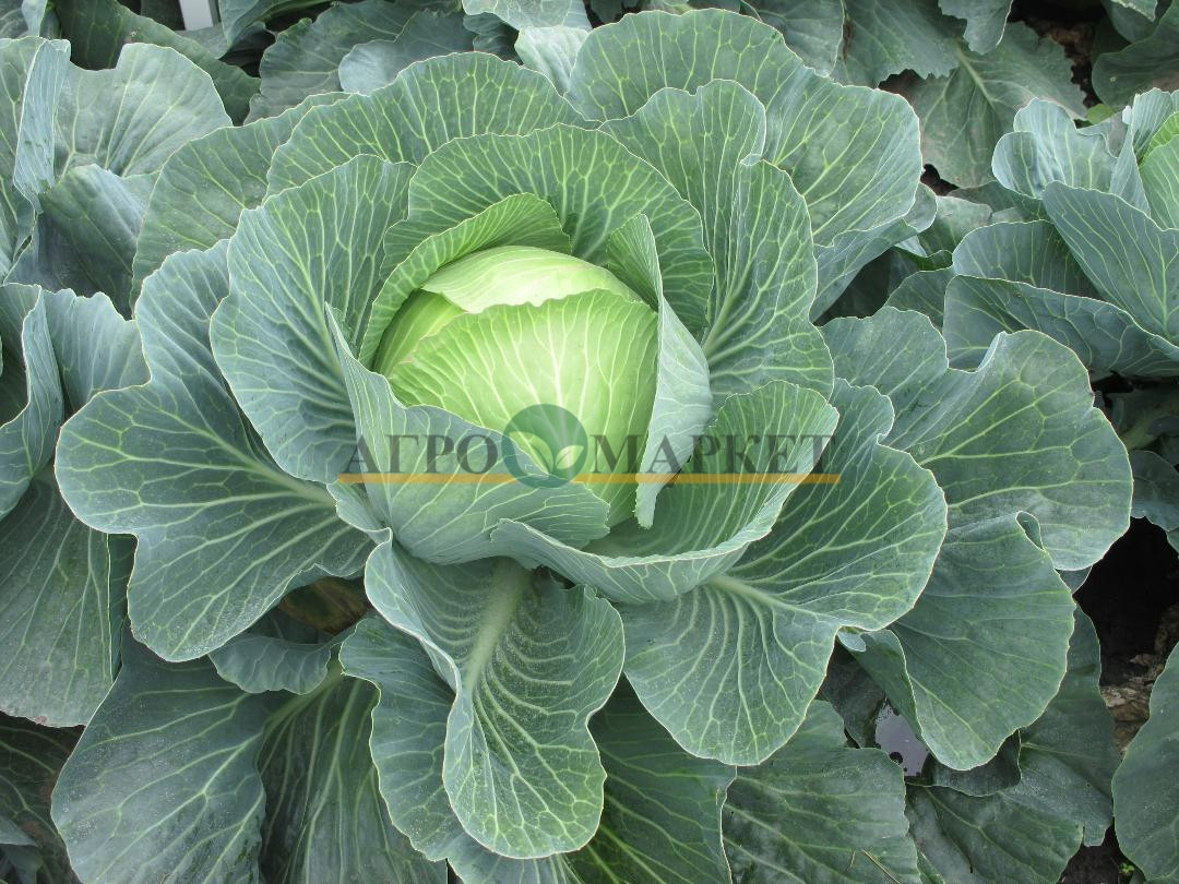 Капуста белокочанная СВ 3404 F1 / SV 3404 F1 Seminis 